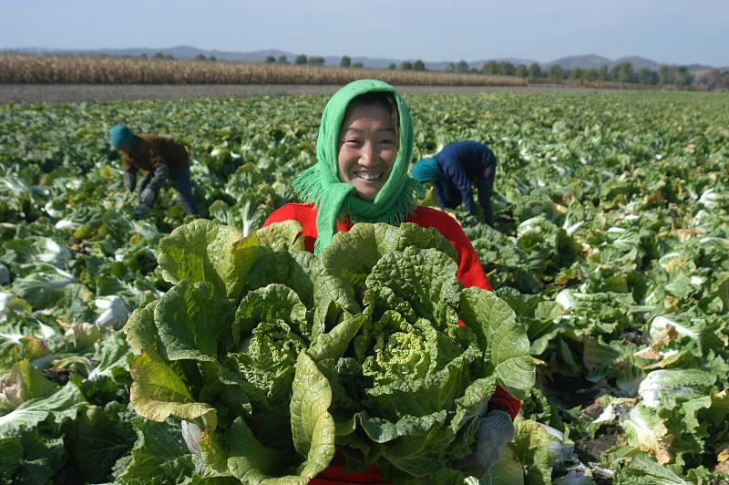 大白菜的种植季节和方法是什么,大白菜最佳种植时间