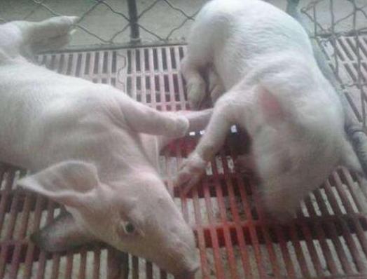 猪败血性链球菌病怎么治疗,猪败血性链球菌的症状