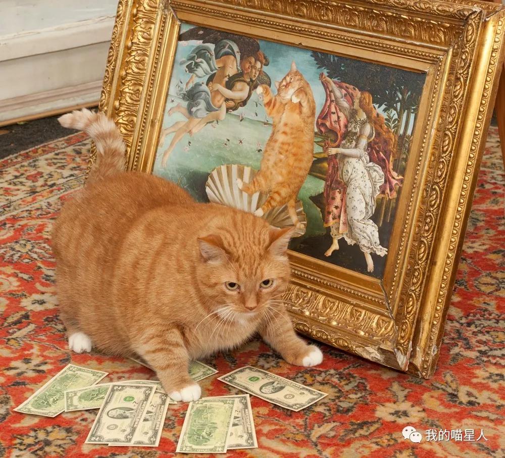胖橘猫画作,一位画家把自己的猫画成卡通人物