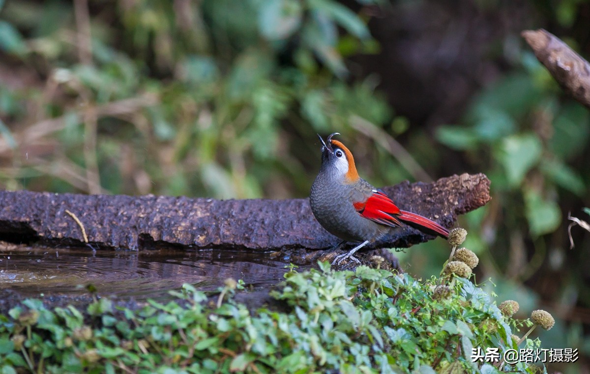 世界春城排行榜云南独占6城,云南世界第一春城
