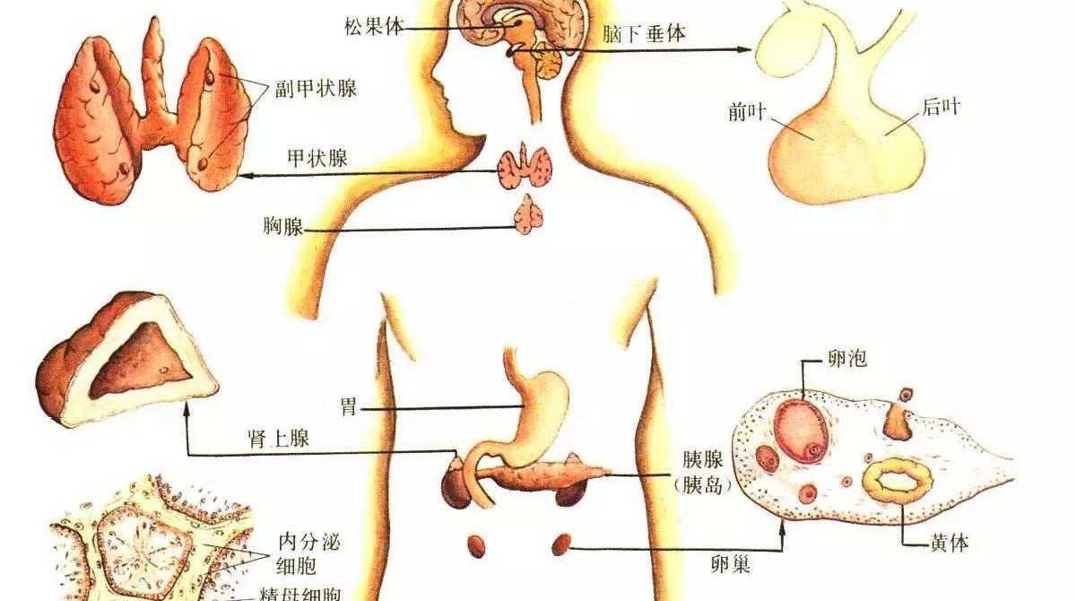 血清病型反应是什么你知道吗,血清病的皮疹