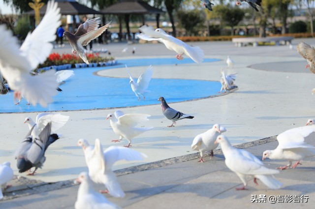 自驾北戴河海边攻略,北戴河旅游赶海