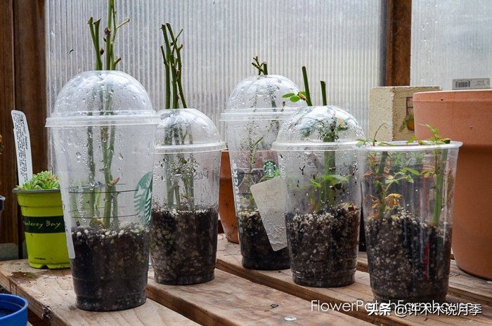 嫁接爬藤月季跟扦插的怎么区分 (蔷薇嫁接月季再扦插能不能生根)