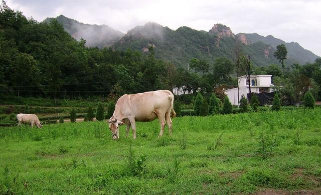 西泰山是什么样的,西泰山为啥叫西泰山