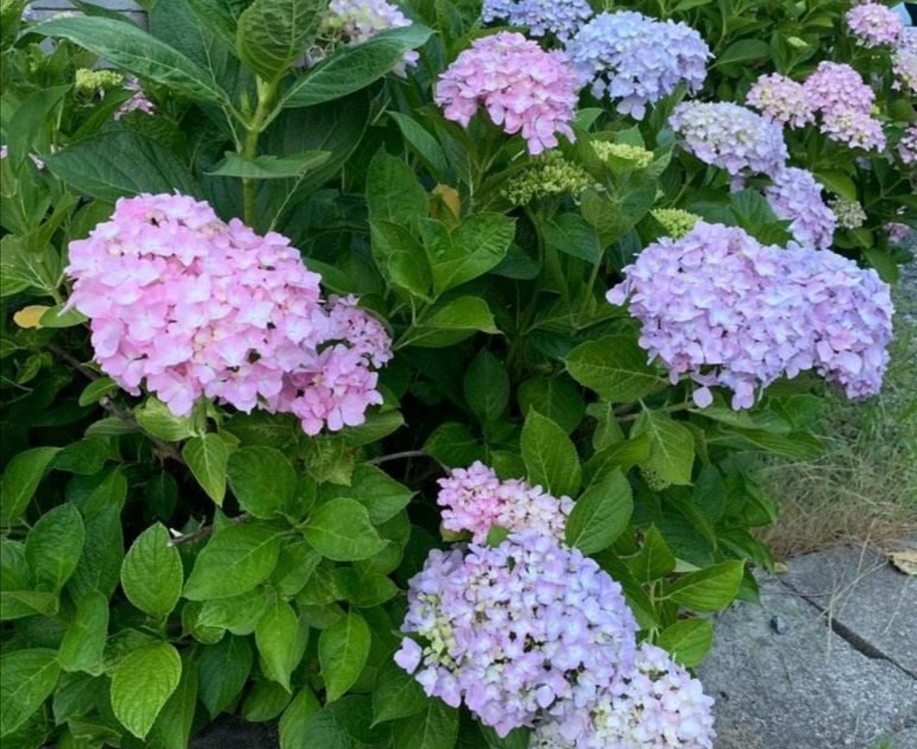 刚买的绣球无尽夏叶片发黄怎么办,绣球花苗叶子发黄枯萎是什么原因