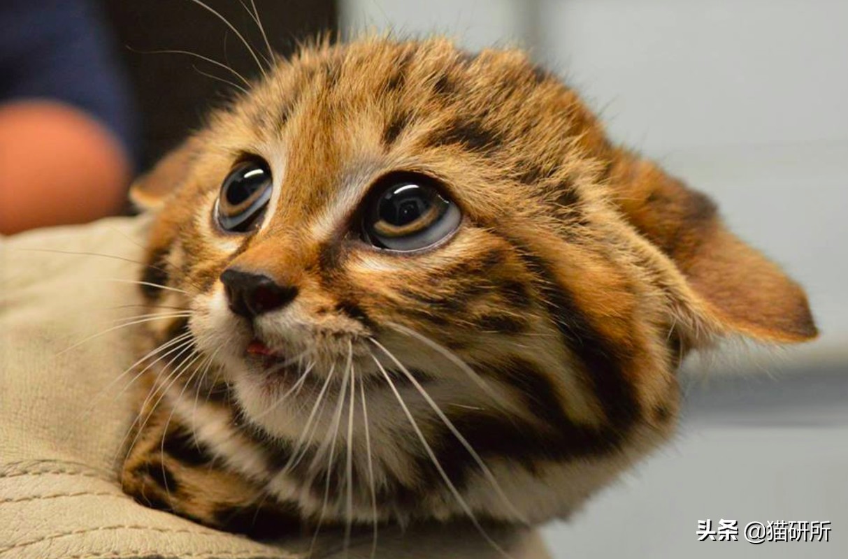 打猫过后怎么让猫不记仇,打猫之后怎么重新和猫和好