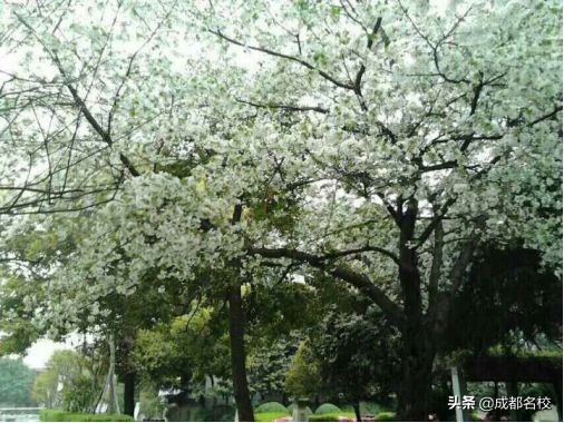 成都石室中学现状,石室中学学生有多厉害