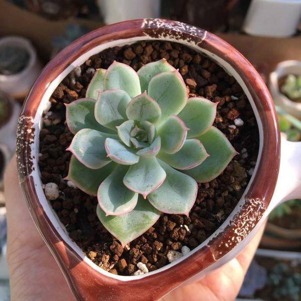 自带颜色又好养的多肉,和月亮仙子多肉相像的品种