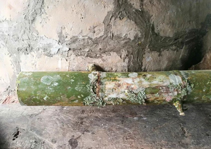 竹筒种文竹,竹筒文竹