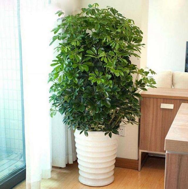 招财树叶子发黑怎么办需要修剪吗,家里的招财树放什么位置好呢