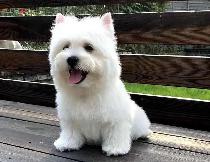 西高地白梗犬拔毛教程,西高地白梗犬美容