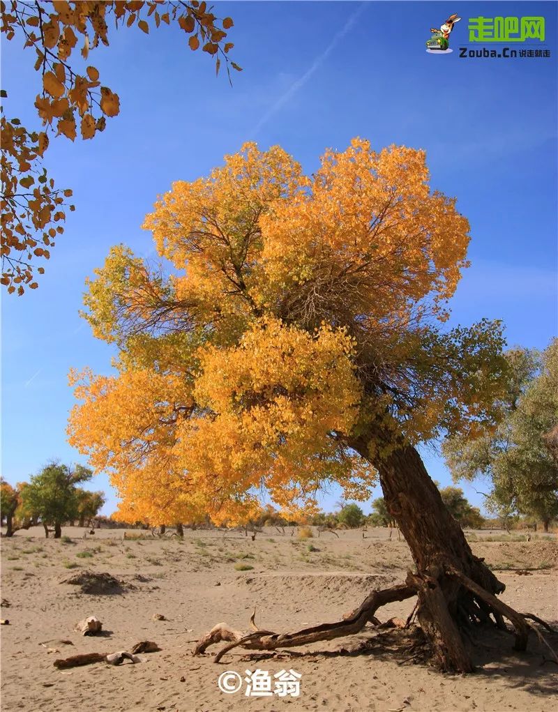 额济纳胡杨林自驾游详细攻略,宝鸡自驾往额济纳胡杨林攻略
