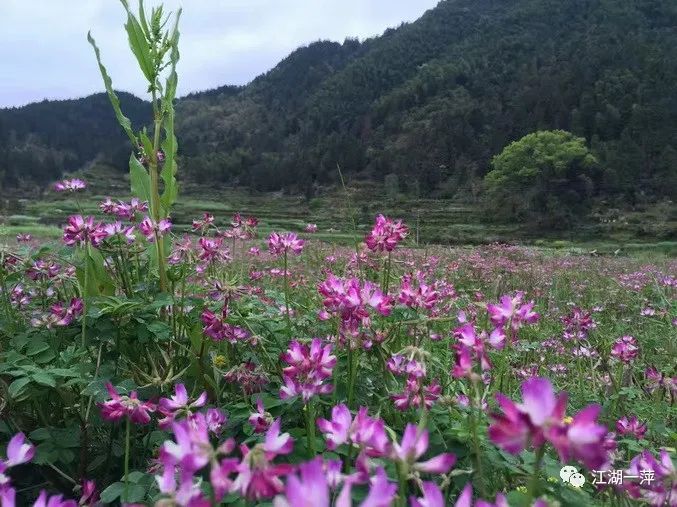 婺源龙尾山砚石,婺源砚石