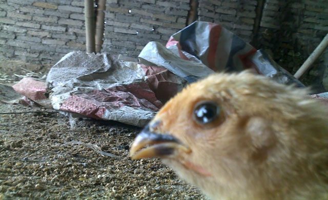 如何3天轻松治疗鸡流泪肿头肿脸,鸡眼睛肿流泪用什么药好得快