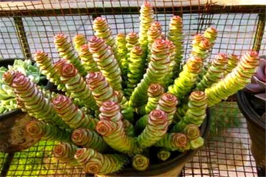 多肉钱串怎么养成老桩,钱串多肉老桩