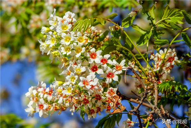 哪里种文冠果最好,文冠果怎么种