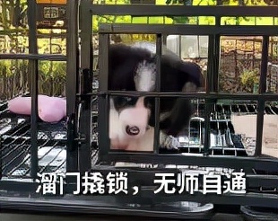 我养的边牧为什么看到谁都很热情,别以为边牧很好养