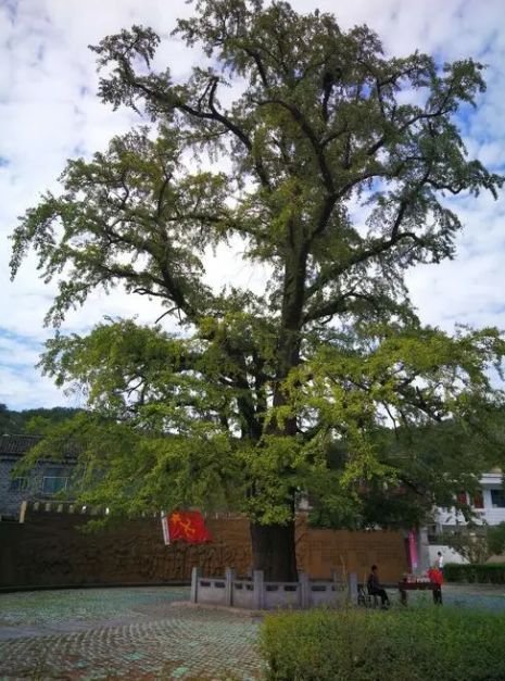 璧伴亶涓浗娌冲崡鑽ラ槼,璧伴亶娌冲崡