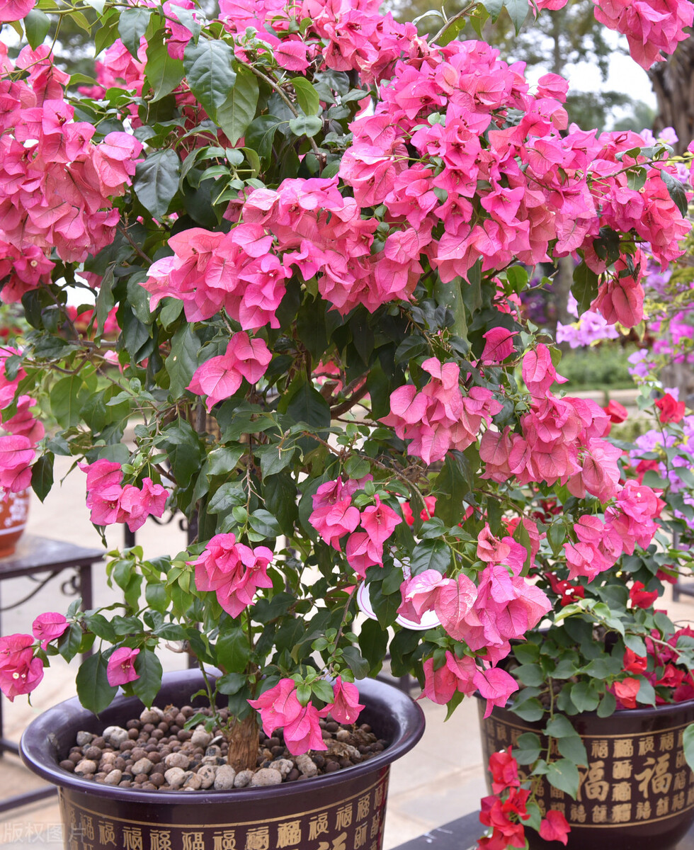 这三种花越养越值钱,这三种花千万不要养在家里