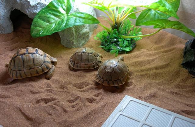 陆龟养殖全攻略,陆龟养殖难度排行