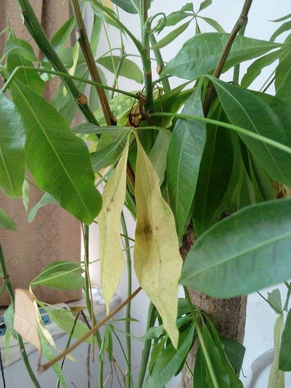 发财树叶子低垂怎么回事,发财树叶子不舒展卷曲怎么办