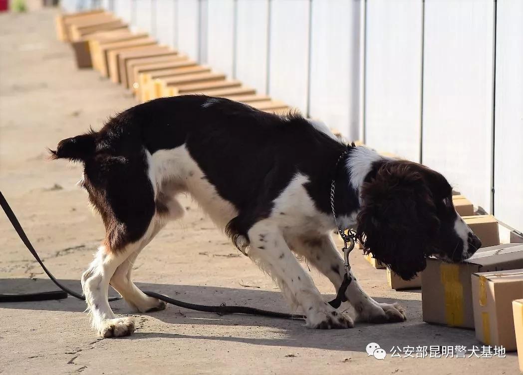 警犬金子,小警犬训练调皮视频