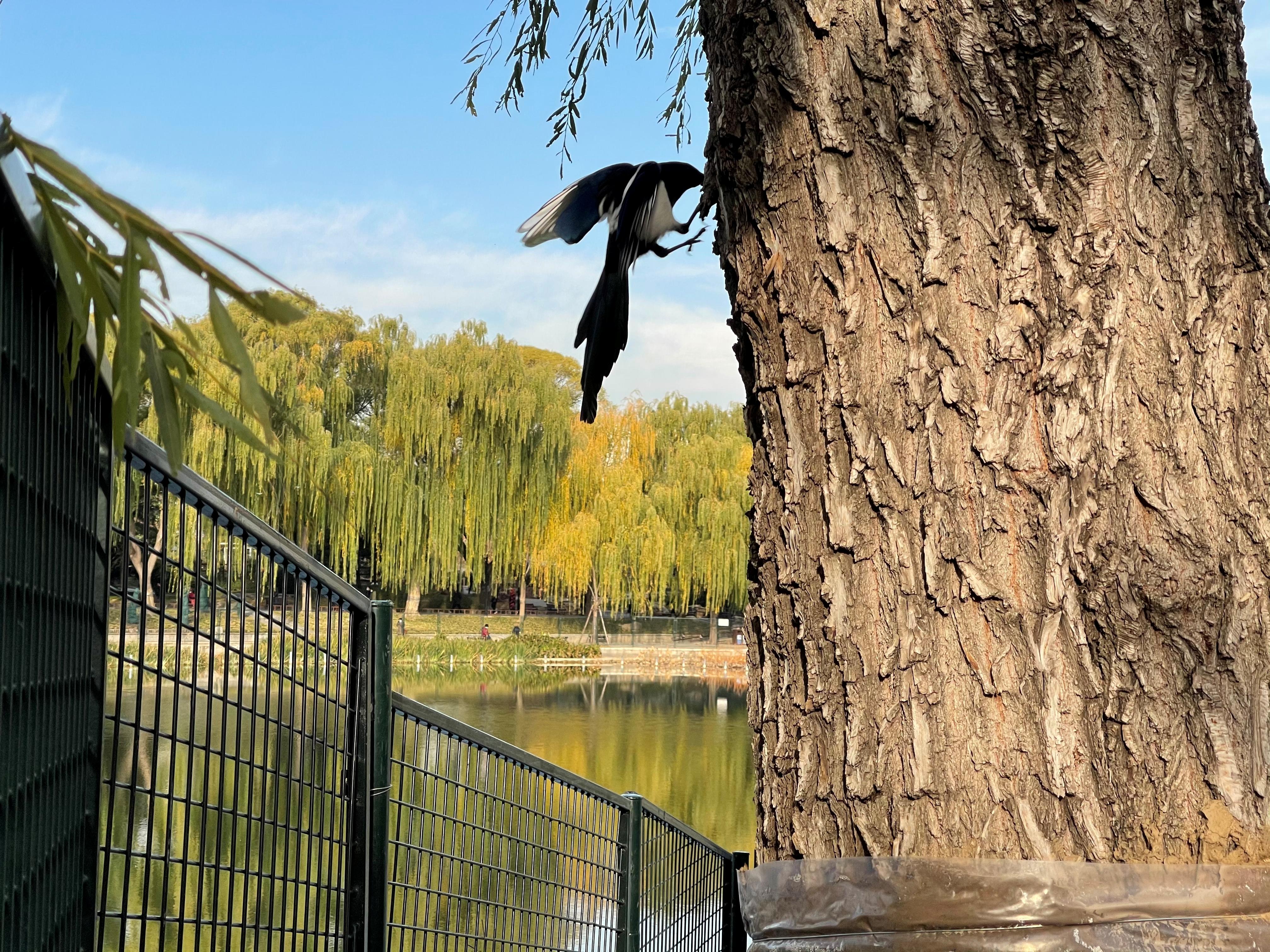 用iphone12拍大片,用iphone12拍出电影感