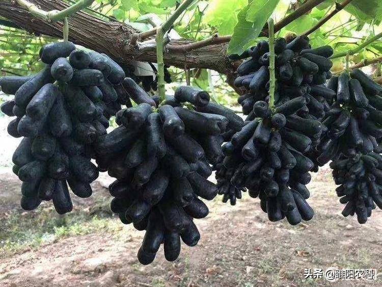 美国最新葡萄品种,目前最好的早熟葡萄新品种