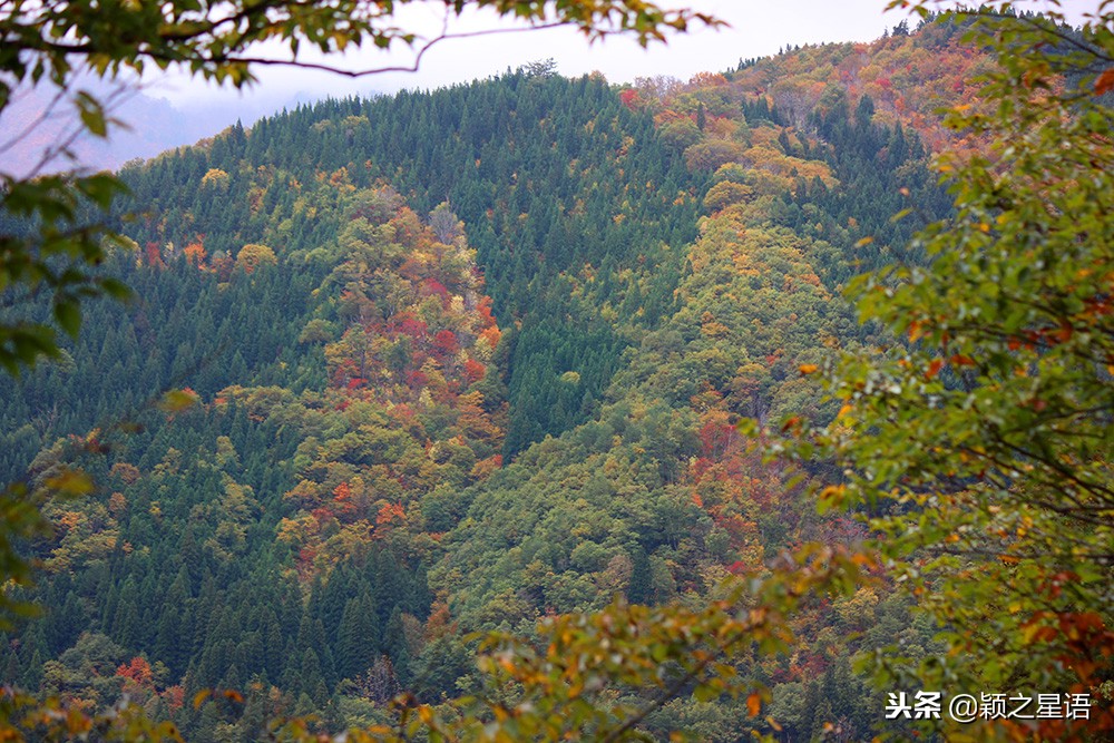 日本锅和德国锅哪个好,日本上万的锅
