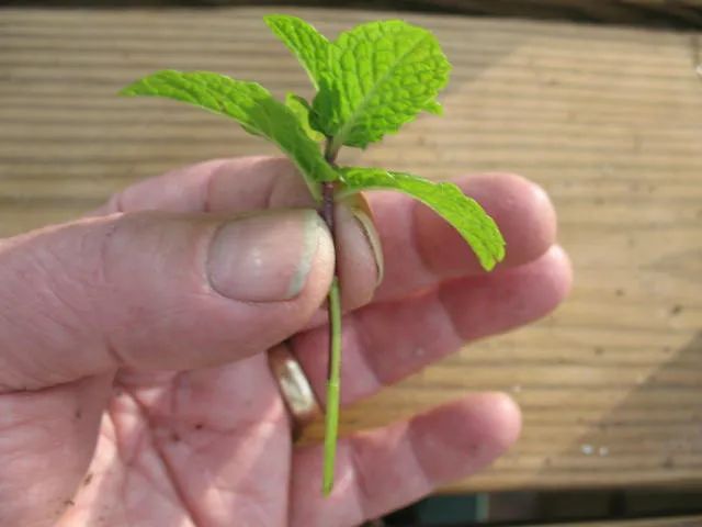 薄荷怎么扦插水培,薄荷的扦插养殖方法图片