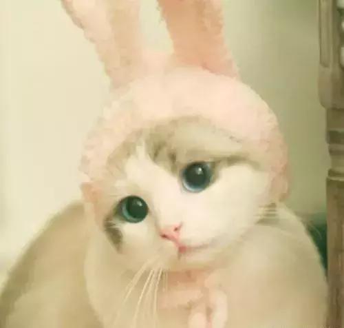 猫咪隔着衣服抓伤要打针吗,被猫咪咬伤要不要打破伤风