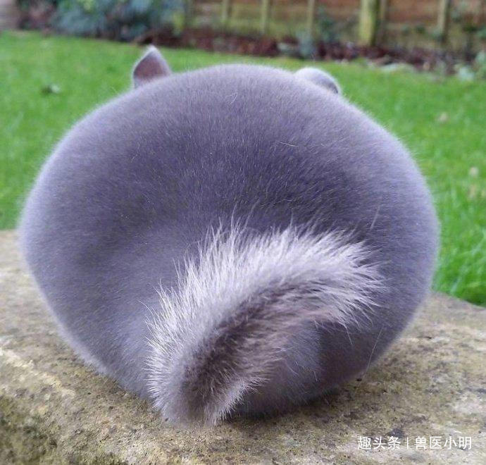 买一只龙猫在家好养吗,给爷爷买一只猫