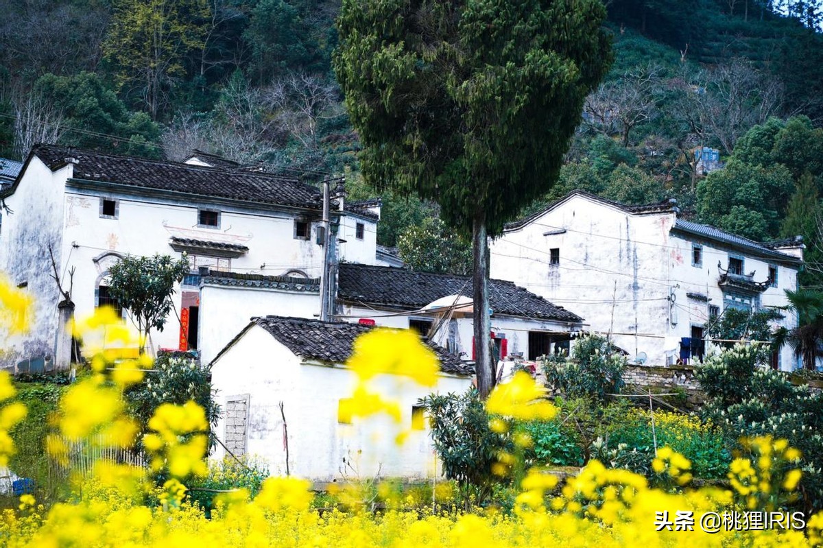 歙县特产卖什么比较好,安徽歙县哪里卖土特产