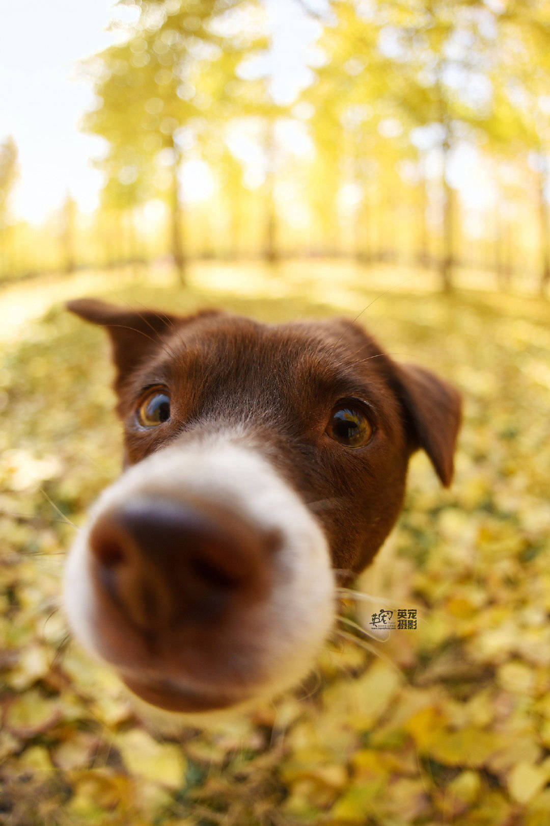 中华田园犬不掉毛不臭吗,中华田园犬在国外有多么受欢迎