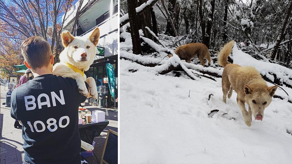 它们是澳洲顶级掠食者,专家建议把它们做成罐头,全部出口到中国