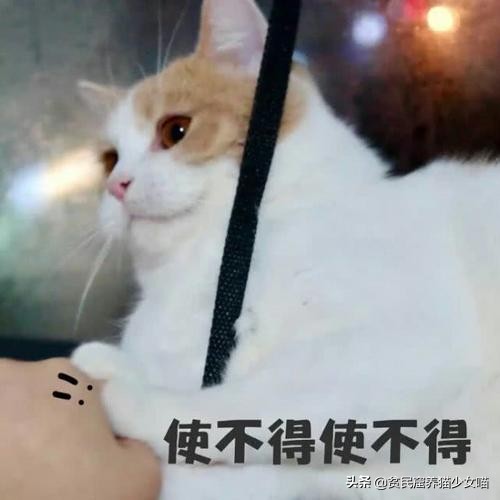 不是《武林秘籍》是《撸猫秘籍》，猫咪被撸时最爱的7个位置