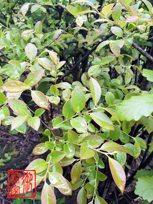 南烛叶修护发膜,美格造型南烛叶