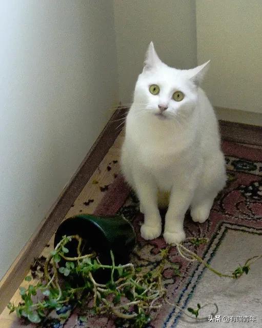 医生说我家猫很有性格,医生说我的猫有点傻