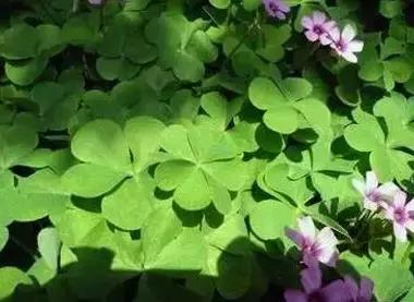 一种野菜治一种病，还能养颜瘦下10斤！为了家人，赶紧收藏！