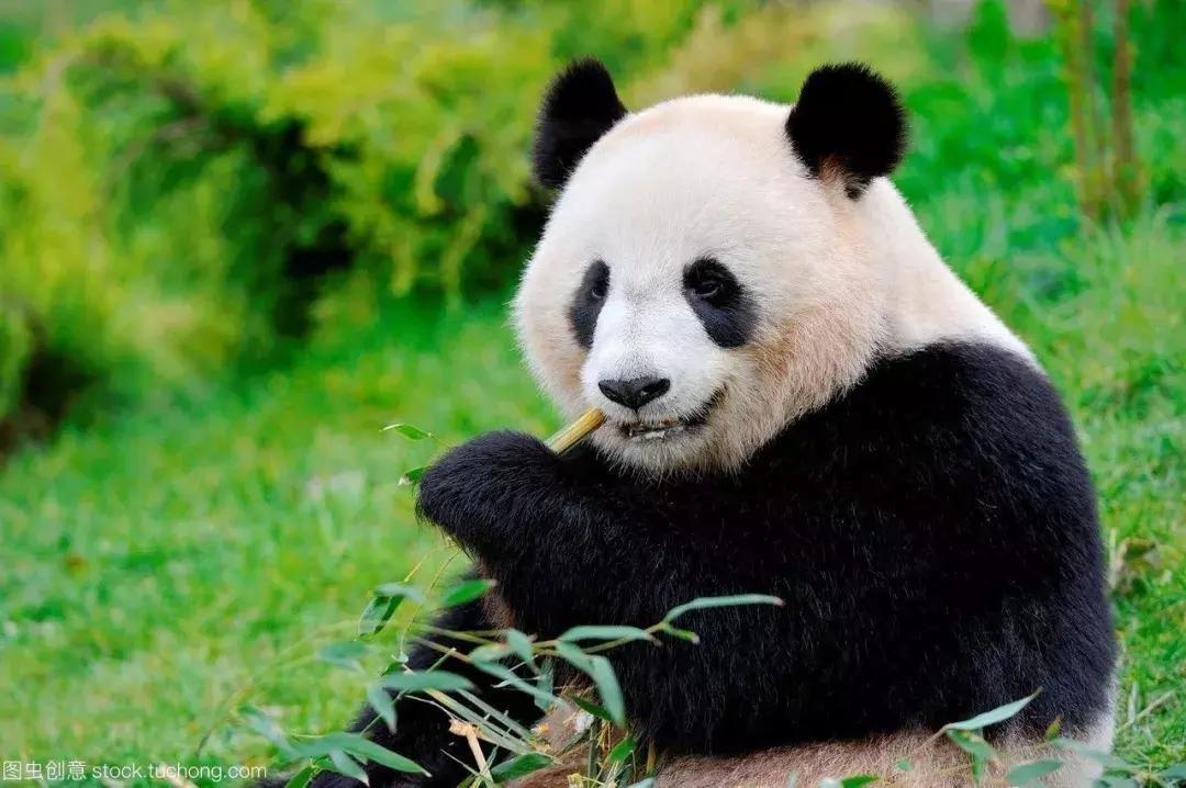 趣读｜成都人听过最扯的十大谎言，看看你被哪句豁到过！