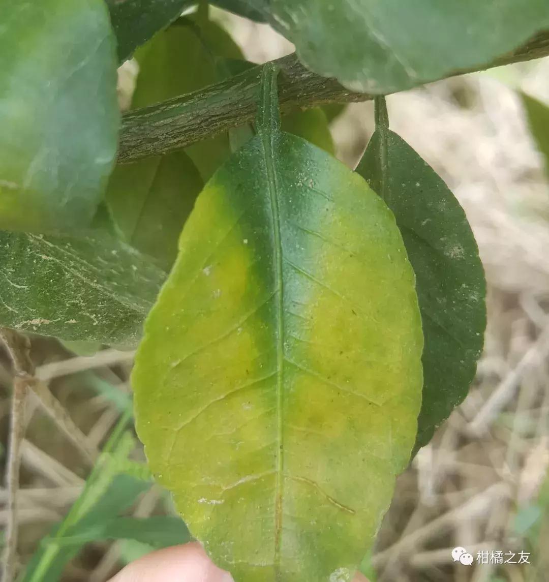 柑橘硼镁锌,柑橘缺镁硼