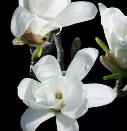 「倒叙·分享」婚庆小百科，婚礼捧花大学问你知道吗？