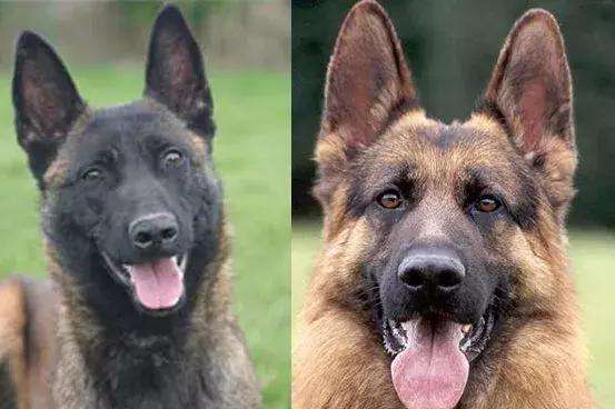 马犬牧羊犬差距有点大,马犬与德牧哪个凶