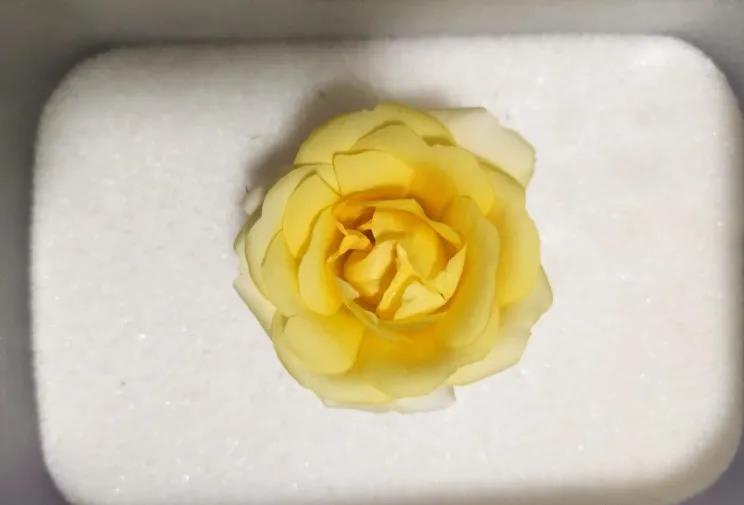 鲜花制作干花方法教程,鲜花制作干花的方法