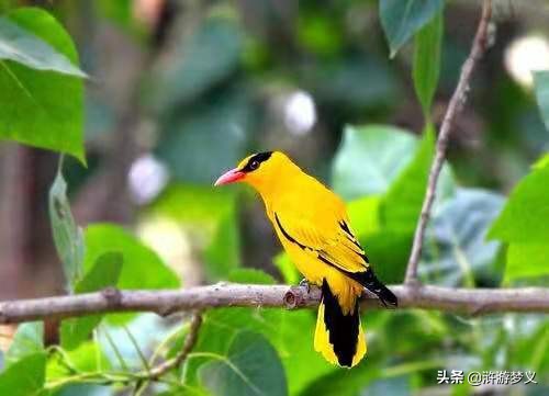 那些说不出名字的鸟,常见的纯黑色羽毛的鸟有哪些