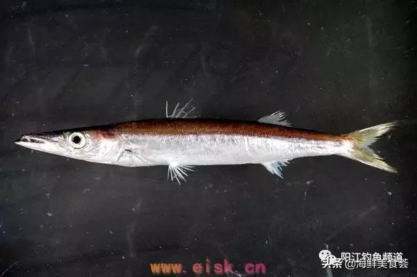 十种最受欢迎的海鱼,钓鱼人最爱的海鱼