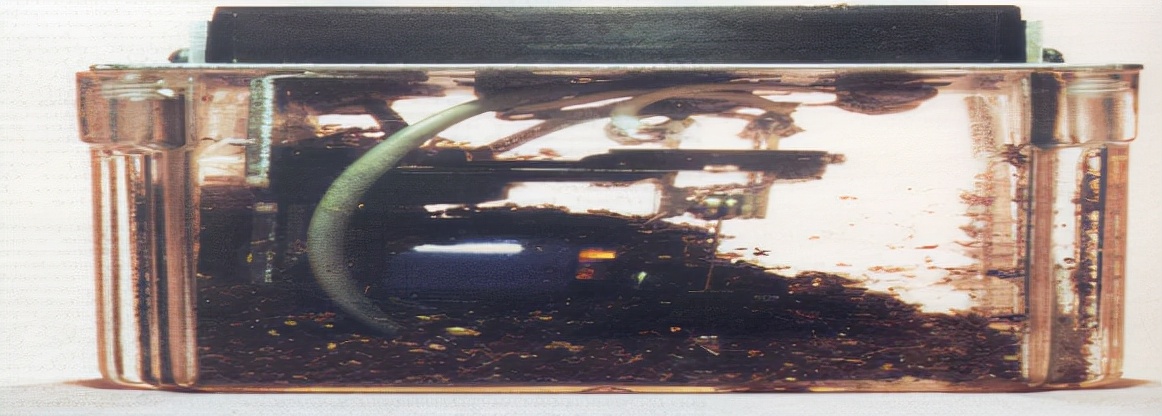 致命的红火蚁,红火蚁的恐怖之处