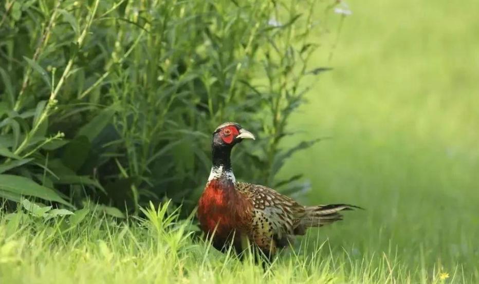 东北野鸡泛滥成灾的视频,东北野鸡泛滥成灾视频