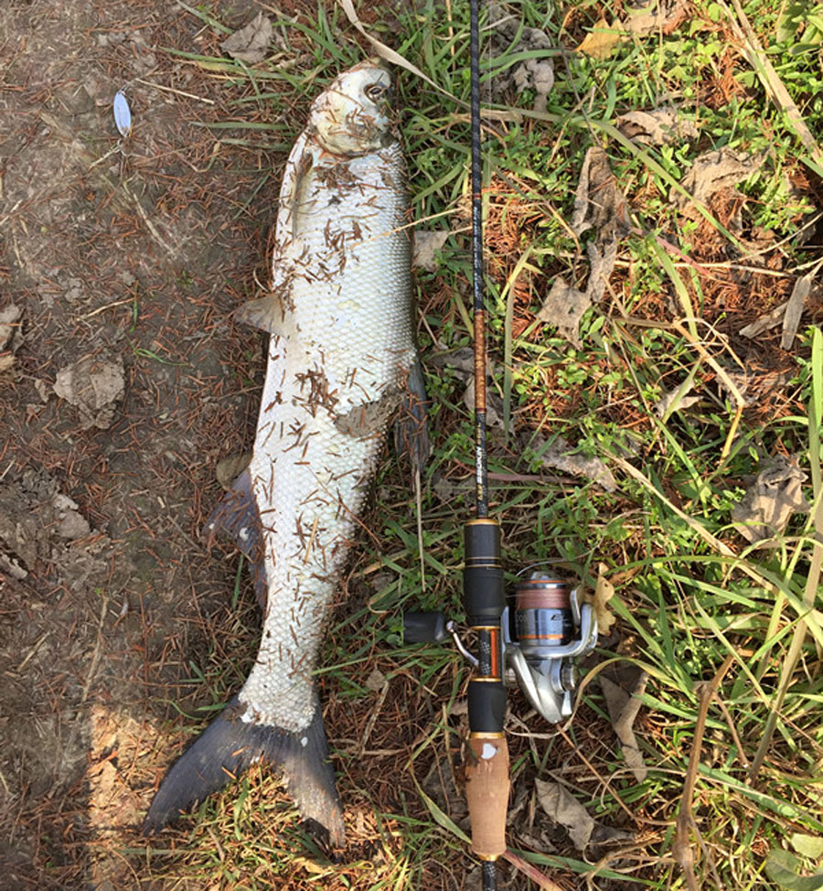 路亚翘嘴鱼到岸边为什么能脱钩呢,怎么路亚翘嘴和白条