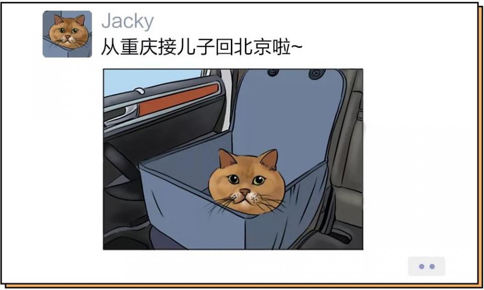 城市里养猫的人非富即贵,有多少人养猫家里有钱了